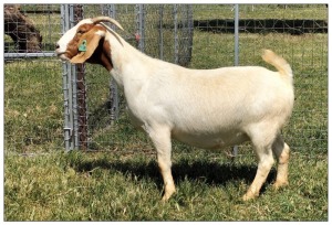 1X BOER GOAT OOI/DOE STOET STONEHAM BOERBOK STOET