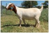 1X BOER GOAT OOI/DOE STOET STONEHAM BOERBOK STOET