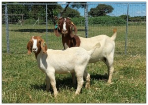 1+1X BOER GOAT OOI/DOE STOET STONEHAM BOERBOK STOET