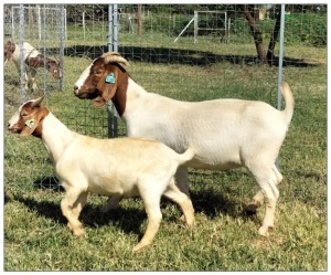 1+1X BOER GOAT OOI/DOE STOET STONEHAM BOERBOK STOET