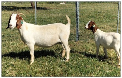 1+1X BOER GOAT OOI/DOE STOET STONEHAM BOERBOK STOET