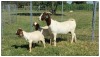 1+1X BOER GOAT OOI/DOE STOET STONEHAM BOERBOK STOET