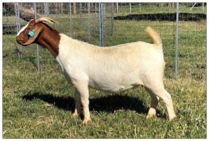 1X BOER GOAT OOI/DOE STOET STONEHAM BOERBOK STOET