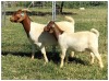 1+1X BOER GOAT OOI/DOE STOET STONEHAM BOERBOK STOET