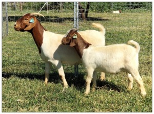 1+1X BOER GOAT OOI/DOE STOET STONEHAM BOERBOK STOET