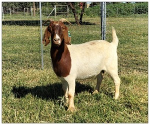 1X BOER GOAT OOI/DOE STOET STONEHAM BOERBOK STOET