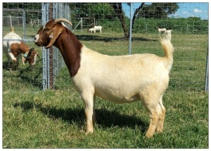 1X BOER GOAT OOI/DOE STOET STONEHAM BOERBOK STOET