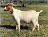 1X BOER GOAT OOI/DOE STOET STONEHAM BOERBOK STOET