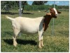 1X BOER GOAT OOI/DOE STOET STONEHAM BOERBOK STOET