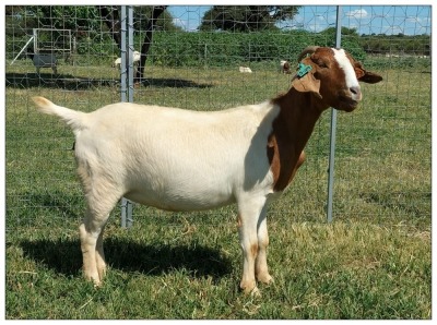 1X BOER GOAT OOI/DOE STOET STONEHAM BOERBOK STOET