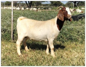 1X BOER GOAT OOI/DOE STOET STONEHAM BOERBOK STOET