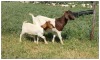 1+1X BOER GOAT OOI/DOE STOET STONEHAM BOERBOK STOET