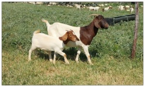 1+1X BOER GOAT OOI/DOE STOET STONEHAM BOERBOK STOET