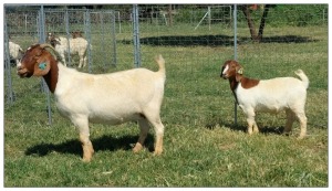 1+1X BOER GOAT OOI/DOE STOET STONEHAM BOERBOK STOET