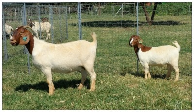 1+1X BOER GOAT OOI/DOE STOET STONEHAM BOERBOK STOET