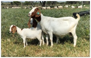 1+2X BOER GOAT OOI/DOE STOET STONEHAM BOERBOK STOET