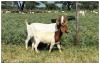 1+1X BOER GOAT OOI/DOE STOET STONEHAM BOERBOK STOET