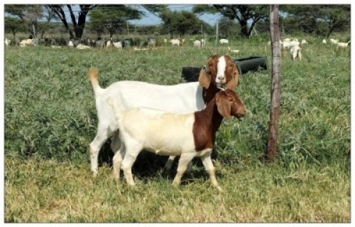 1+1X BOER GOAT OOI/DOE STOET STONEHAM BOERBOK STOET