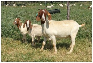 1+2X BOER GOAT OOI/DOE STOET STONEHAM BOERBOK STOET