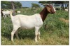 1X BOER GOAT OOI/DOE STOET STONEHAM BOERBOK STOET