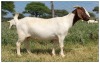 1X BOER GOAT OOI/DOE STOET STONEHAM BOERBOK STOET