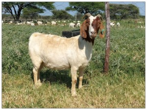 1X BOER GOAT OOI/DOE STOET STONEHAM BOERBOK STOET