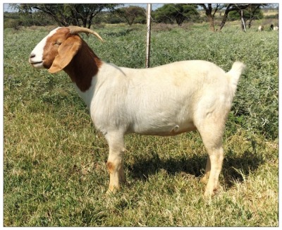 1X BOER GOAT OOI/DOE STOET STONEHAM BOERBOK STOET