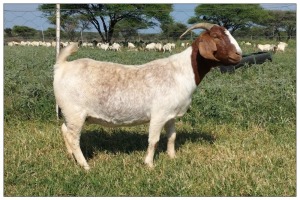 1X BOER GOAT OOI/DOE STOET STONEHAM BOERBOK STOET