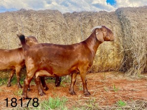 LOT 81 1X OOI/EWE Agricola STOET 