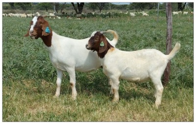 1+1X BOER GOAT OOI/DOE STOET STONEHAM BOERBOK STOET