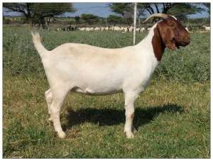 1X BOER GOAT OOI/DOE STOET STONEHAM BOERBOK STOET