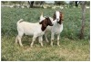 1+1X BOER GOAT OOI/DOE STOET STONEHAM BOERBOK STOET