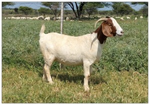 1X BOER GOAT OOI/DOE STOET STONEHAM BOERBOK STOET