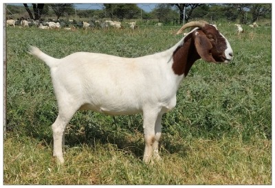 1X BOER GOAT OOI/DOE STOET STONEHAM BOERBOK STOET