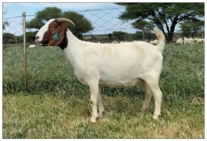 1X BOER GOAT OOI/DOE STOET STONEHAM BOERBOK STOET