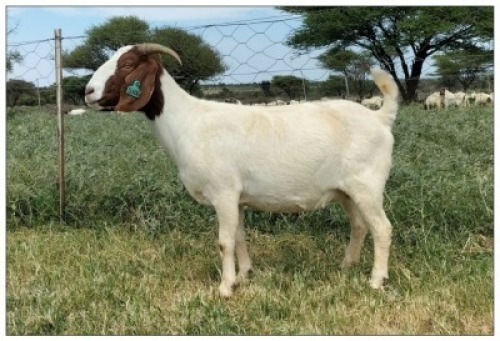 1X BOER GOAT OOI/DOE STOET STONEHAM BOERBOK STOET