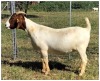 1X BOER GOAT OOI/DOE STOET STONEHAM BOERBOK STOET