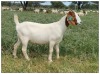 1X BOER GOAT OOI/DOE STOET STONEHAM BOERBOK STOET