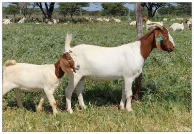 1+1X BOER GOAT OOI/DOE STOET STONEHAM BOERBOK STOET