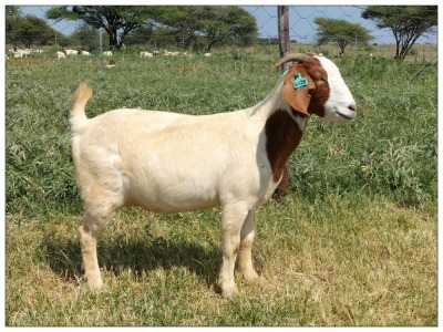 1X BOER GOAT OOI/DOE STOET STONEHAM BOERBOK STOET