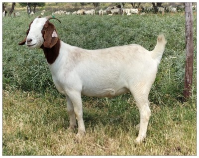 1X BOER GOAT OOI/DOE STOET STONEHAM BOERBOK STOET