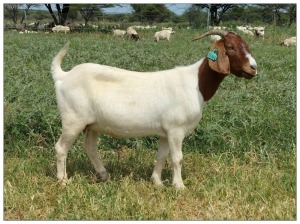 1X BOER GOAT OOI/DOE STOET STONEHAM BOERBOK STOET