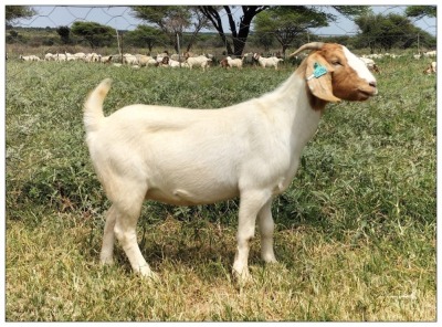 1X BOER GOAT OOI/DOE STOET STONEHAM BOERBOK STOET