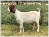 1X BOER GOAT OOI/DOE STOET STONEHAM BOERBOK STOET