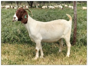 1X BOER GOAT OOI/DOE STOET STONEHAM BOERBOK STOET