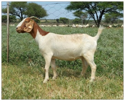 1X BOER GOAT OOI/DOE STOET STONEHAM BOERBOK STOET