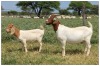 1+1X BOER GOAT OOI/DOE STOET STONEHAM BOERBOK STOET