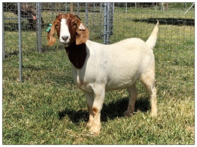 1X BOER GOAT OOI/DOE STOET STONEHAM BOERBOK STOET