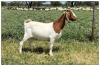 1X BOER GOAT OOI/DOE STOET STONEHAM BOERBOK STOET