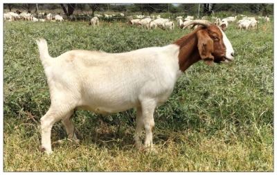 1X BOER GOAT OOI/DOE STOET STONEHAM BOERBOK STOET